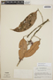 Satyria warszewiczii Klotzsch, Guatemala, L. O. Williams 43609, F