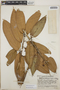 Satyria warszewiczii Klotzsch, Guatemala, J. A. Steyermark 35405, F