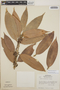 Satyria warszewiczii Klotzsch, Honduras, A. Molina R. 25438, F