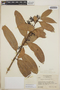 Satyria warszewiczii Klotzsch, Honduras, L. O. Williams 18913, F