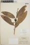 Satyria warszewiczii Klotzsch, Honduras, L. O. Williams 17644, F