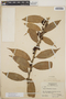 Satyria warszewiczii Klotzsch, Honduras, L. O. Williams 12373, F
