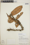 Satyria warszewiczii Klotzsch, Costa Rica, W. D. Stevens 13460, F