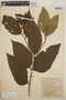 Cordia bicolor A. DC., British Guiana [Guyana], D. B. Fanshawe 4807, F