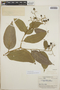 Cordia bicolor A. DC., British Guiana [Guyana], A. C. Smith 3596, F