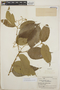 Cordia bicolor A. DC., British Guiana [Guyana], A. C. Smith 3180, F