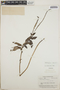 Heliotropium indicum L., British Guiana [Guyana], A. C. Smith 3470, F
