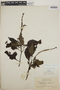 Heliotropium indicum L., British Guiana [Guyana], J. S. de la Cruz 2748, F
