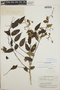 Varronia polycephala Lam., British Guiana [Guyana], A. C. Smith 3658, F