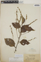 Varronia schomburgkii (DC.) Borhidi, British Guiana [Guyana], J. S. de la Cruz 1594, F