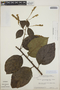 Varronia schomburgkii (DC.) Borhidi, British Guiana [Guyana], B. Maguire, Jr. 45950A, F
