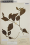 Varronia schomburgkii (DC.) Borhidi, British Guiana [Guyana], J. S. de la Cruz 2882, F
