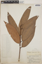 Thibaudia costaricensis Hoerold, Honduras, J. B. Edwards P-498, F