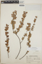 Sphyrospermum cordifolium Benth., Guatemala, P. C. Standley 92533, F