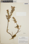 Sphyrospermum buxifolium Poepp. & Endl., Nicaragua, L. O. Williams 24900, F