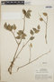 Sphyrospermum cordifolium Benth., Nicaragua, L. O. Williams 25005, F