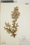 Sphyrospermum cordifolium Benth., Nicaragua, L. O. Williams 20020, F