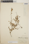 Sphyrospermum buxifolium image