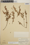 Sphyrospermum cordifolium Benth., Costa Rica, R. W. Lent 2027, F