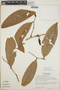 Satyria warszewiczii Klotzsch, Panama, R. L. Wilbur 13100, F