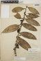 Satyria warszewiczii Klotzsch, Panama, W. R. Lindsay 469, F