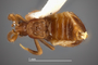 3982511 Xenogaster nana, holotype, habitus, dorsal view