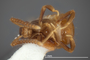 3982511 Xenogaster nana, holotype, habitus, ventral view