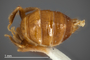 3982511 Xenogaster nana, holotype, habitus, ventral view