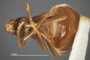 3982513 Xenogaster subnuda, holotype, habitus, ventral view