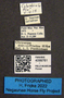 4099761 Chrysops dorsovittatus labels