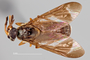 4099756 Chrysops dache, female, habitus, dorsal view