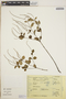 Peperomia blanda (Jacq.) Kunth, Mexico, S. Avendaño Reyes 454, F
