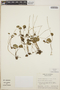 Peperomia campylotropa A. W. Hill, Guatemala, G. R. Proctor 25416, F