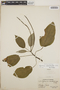 Peperomia ciliolibractea C. DC., Panama, O. Shattuck 214, F
