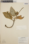 Peperomia ciliolibractea C. DC., Panama, T. B. Croat 4317, F