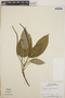 Peperomia ciliolibractea image