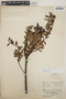 Vaccinium consanguineum Klotzsch, Panama, M. E. Davidson 1056, F