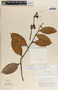 Psammisia ramiflora Klotzsch, Costa Rica, W. C. Burger 6388, F