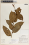 Psammisia ramiflora Klotzsch, Costa Rica, 154, F