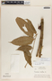Psammisia ramiflora Klotzsch, Costa Rica, A. Molina R. 17360, F