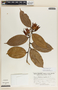 Psammisia ramiflora Klotzsch, Costa Rica, V. J. Dryer 962, F