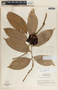 Psammisia ramiflora Klotzsch, Costa Rica, L. O. Williams 29021, F
