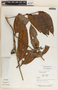 Psammisia ulbrichiana Hoerold, Panama, A. H. Gentry 3614, F