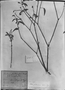 Field Museum photo negatives collection; München specimen of Croton glutinosus Müll. Arg., C. F. P. Martius, Type [status unknown], M