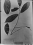 Field Museum photo negatives collection; München specimen of Pera heterodoxa Müll. Arg., C. F. P. Martius, Type [status unknown], M