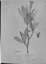 Field Museum photo negatives collection; Genève specimen of Augusta glaucescens Pohl, J. B. E. Pohl, Type [status unknown], G-DC