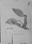 Psychotria furcata image