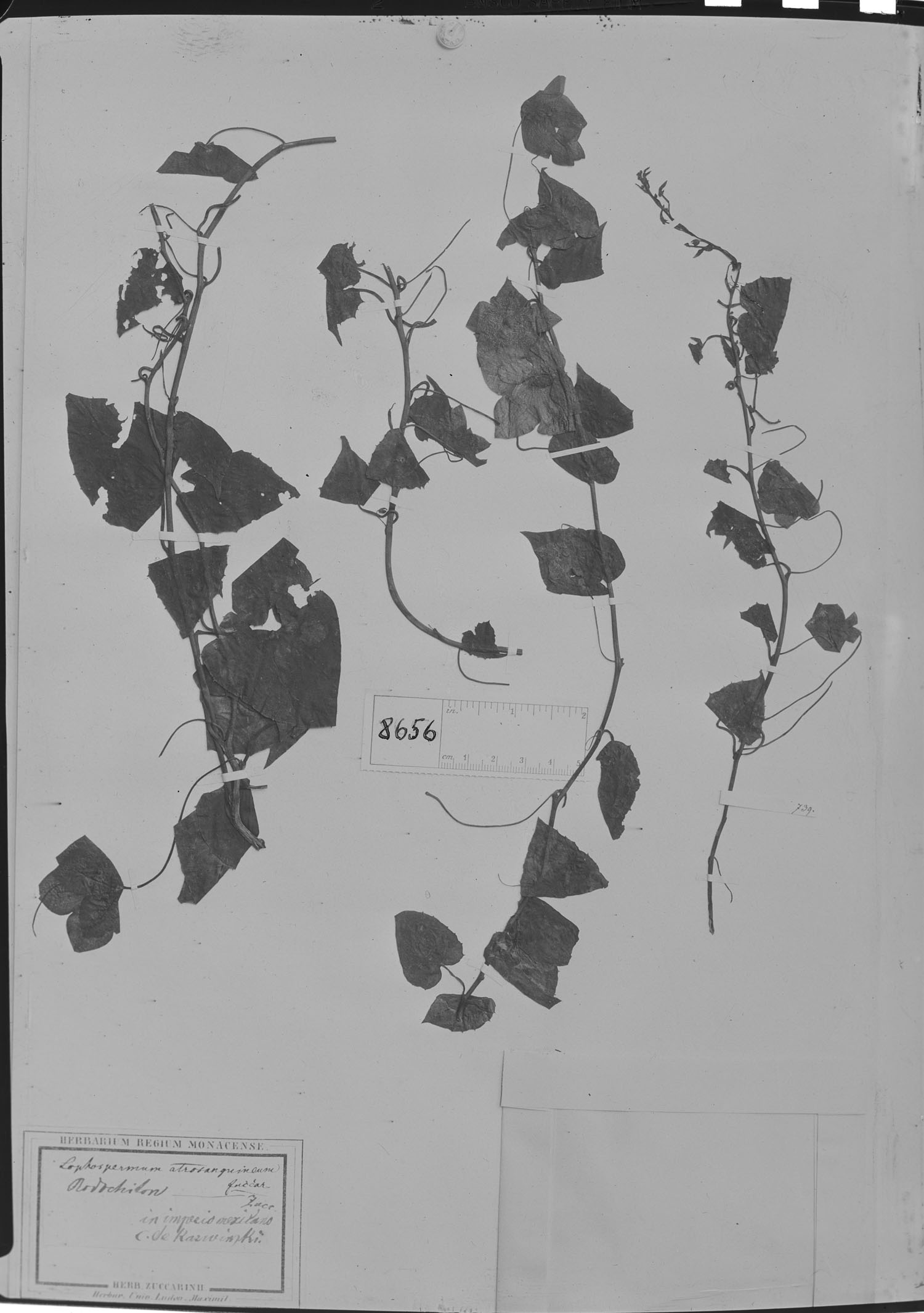 Rhodochiton atrosanguineum image