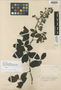 Rubus irasuensis image