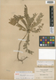 Biophytum peruvianum R. Knuth, Bolivia, M. Bang 1397, Isotype, F